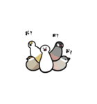クリーム文鳥スタンプ（個別スタンプ：2）