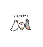 クリーム文鳥スタンプ（個別スタンプ：31）