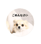 チームすみれ2(シニアチワワ)（個別スタンプ：2）