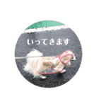 チームすみれ2(シニアチワワ)（個別スタンプ：6）