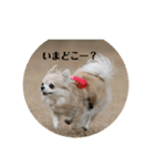 チームすみれ2(シニアチワワ)（個別スタンプ：9）