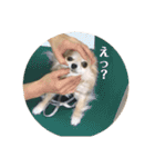 チームすみれ2(シニアチワワ)（個別スタンプ：20）