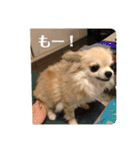 チームすみれ2(シニアチワワ)（個別スタンプ：22）
