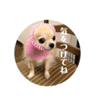チームすみれ2(シニアチワワ)（個別スタンプ：23）
