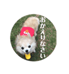 チームすみれ2(シニアチワワ)（個別スタンプ：24）
