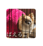 りゅうNo.3（個別スタンプ：1）