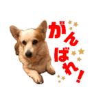 大好きなはるへ（個別スタンプ：6）