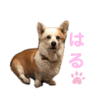 大好きなはるへ（個別スタンプ：31）