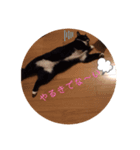 ねこの気持ち 女の子編（個別スタンプ：3）
