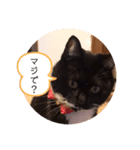 ねこの気持ち 女の子編（個別スタンプ：4）