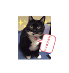 ねこの気持ち 女の子編（個別スタンプ：5）