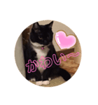 ねこの気持ち 女の子編（個別スタンプ：6）