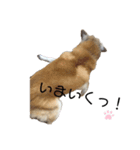 気まぐれモモ子の日常（個別スタンプ：6）