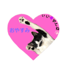 もみじ時々、あさり（個別スタンプ：3）