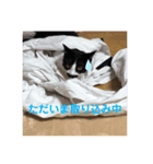 もみじ時々、あさり（個別スタンプ：4）