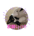 もみじ時々、あさり（個別スタンプ：6）