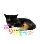 もみじ時々、あさり（個別スタンプ：12）