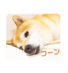 パティー＆ベル（個別スタンプ：4）