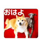パティー＆ベル（個別スタンプ：6）