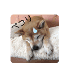 パティー＆ベル（個別スタンプ：7）