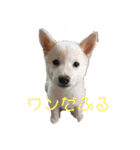 島りんの独り言（個別スタンプ：16）