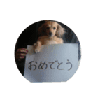 うちのダブルダックス（個別スタンプ：6）