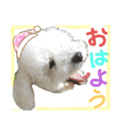 殿若8（個別スタンプ：1）