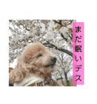 殿若8（個別スタンプ：3）