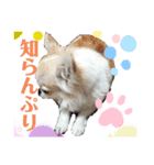ワンだふるな毎日にしよう（個別スタンプ：1）