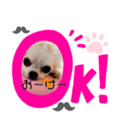 ワンだふるな毎日にしよう（個別スタンプ：3）