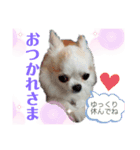 ワンだふるな毎日にしよう（個別スタンプ：6）