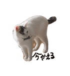 うちの猫chan（個別スタンプ：1）