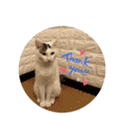 うちの猫chan（個別スタンプ：3）