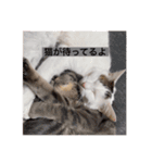 うちの猫chan（個別スタンプ：4）