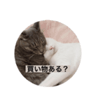 うちの猫chan（個別スタンプ：6）