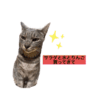 うちの猫chan（個別スタンプ：7）