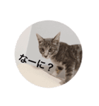 うちの猫chan（個別スタンプ：8）