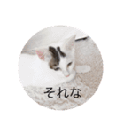 うちの猫chan（個別スタンプ：9）