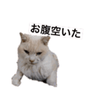 うちの猫chan（個別スタンプ：10）