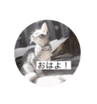 うちの猫chan（個別スタンプ：11）