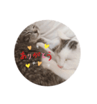 うちの猫chan（個別スタンプ：12）