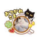 うちの猫chan（個別スタンプ：13）