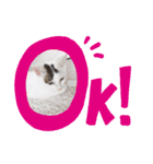 うちの猫chan（個別スタンプ：15）