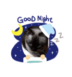 うちの猫chan（個別スタンプ：19）