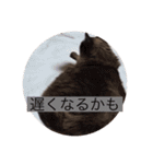 うちの猫chan（個別スタンプ：23）