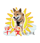 柴犬プロちゃんの日常（個別スタンプ：1）