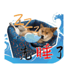 柴犬プロちゃんの日常（個別スタンプ：2）