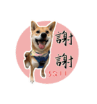 柴犬プロちゃんの日常（個別スタンプ：3）