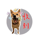 柴犬プロちゃんの日常（個別スタンプ：4）