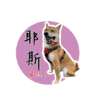 柴犬プロちゃんの日常（個別スタンプ：5）